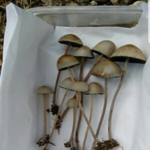 Psilocybe mexicain